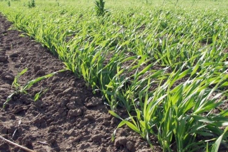 Agriculture